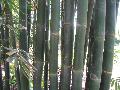 Giant Timber Bamboo / Bambusa oldhamii  